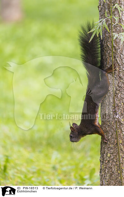 Eichhrnchen / Squirrel / PW-18513