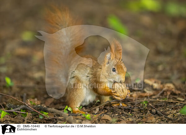 Eichhrnchen / european squirrel / DMS-10440
