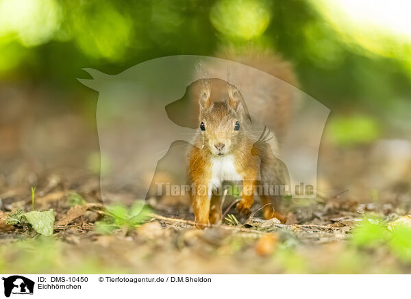 Eichhrnchen / european squirrel / DMS-10450