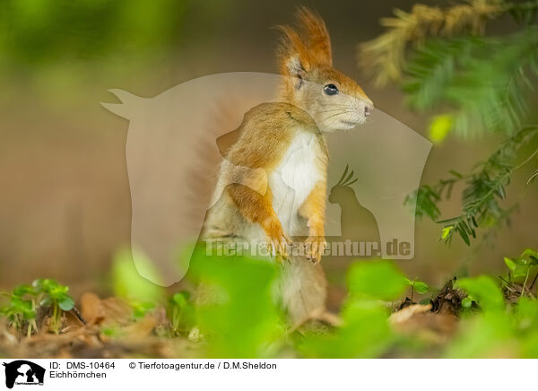 Eichhrnchen / european squirrel / DMS-10464