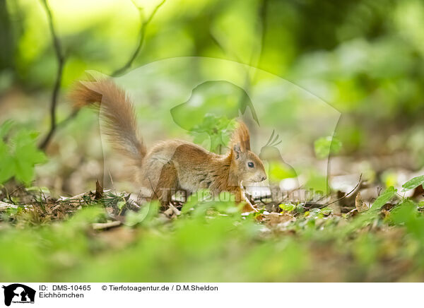 Eichhrnchen / european squirrel / DMS-10465