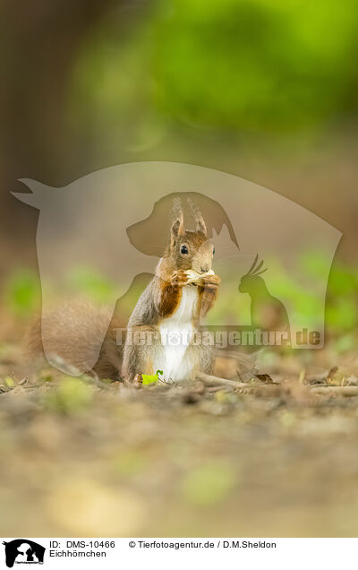 Eichhrnchen / european squirrel / DMS-10466