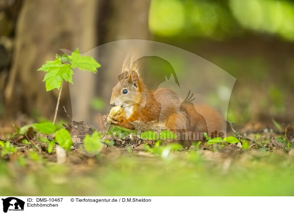 Eichhrnchen / european squirrel / DMS-10467