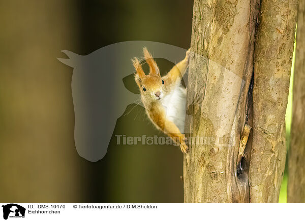 Eichhrnchen / european squirrel / DMS-10470