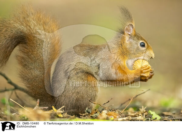 Eichhrnchen / european squirrel / DMS-10480