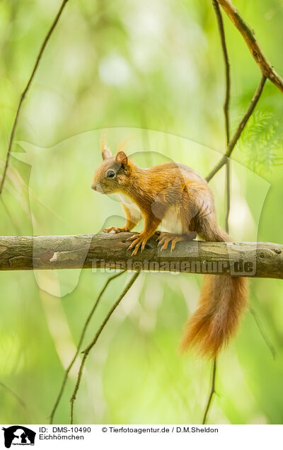 Eichhrnchen / european squirrel / DMS-10490