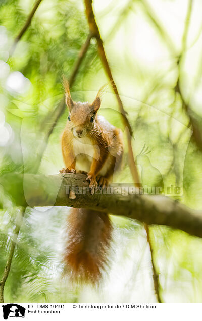 Eichhrnchen / european squirrel / DMS-10491