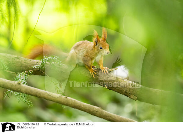 Eichhrnchen / european squirrel / DMS-10499
