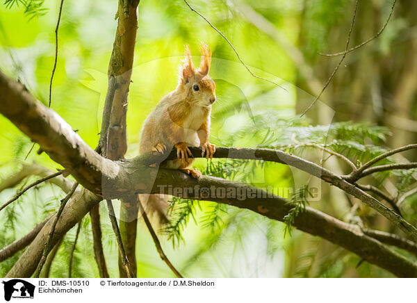 Eichhrnchen / european squirrel / DMS-10510