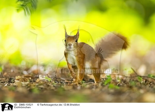 Eichhrnchen / european squirrel / DMS-10521