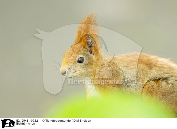 Eichhrnchen / european squirrel / DMS-10522