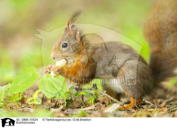 Eichhrnchen / european squirrel / DMS-10524