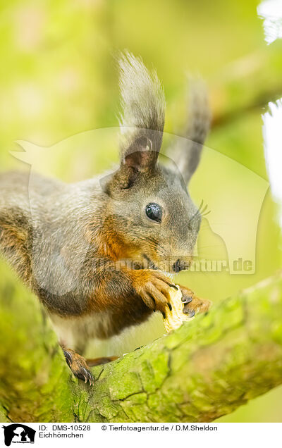 Eichhrnchen / european squirrel / DMS-10528