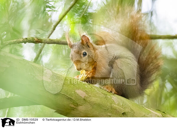 Eichhrnchen / european squirrel / DMS-10529