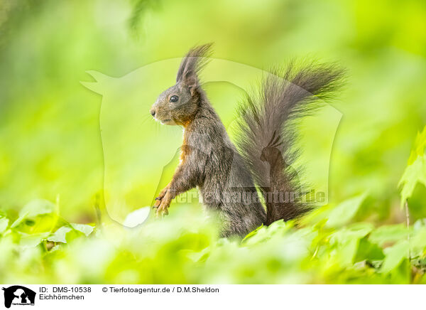 Eichhrnchen / european squirrel / DMS-10538