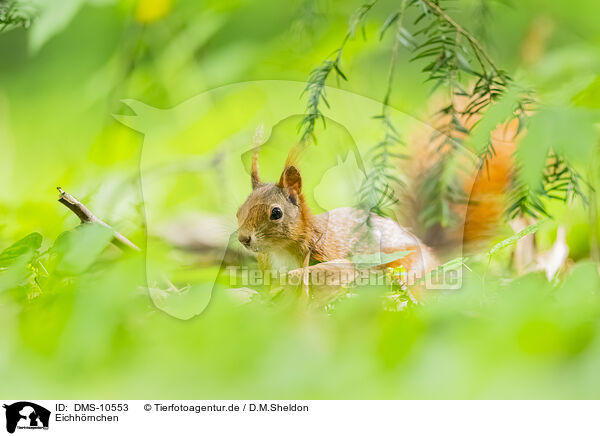 Eichhrnchen / european squirrel / DMS-10553