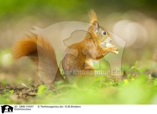 Eichhrnchen / european squirrel / DMS-10557