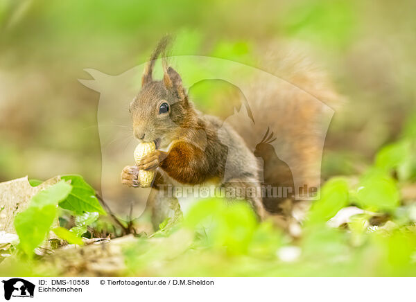 Eichhrnchen / european squirrel / DMS-10558