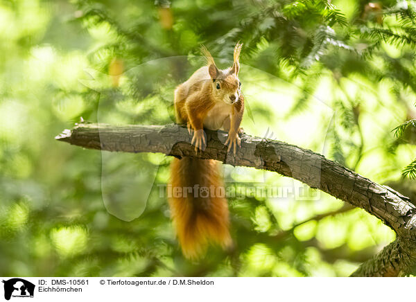 Eichhrnchen / european squirrel / DMS-10561