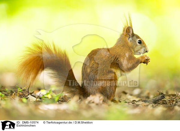 Eichhrnchen / european squirrel / DMS-10574