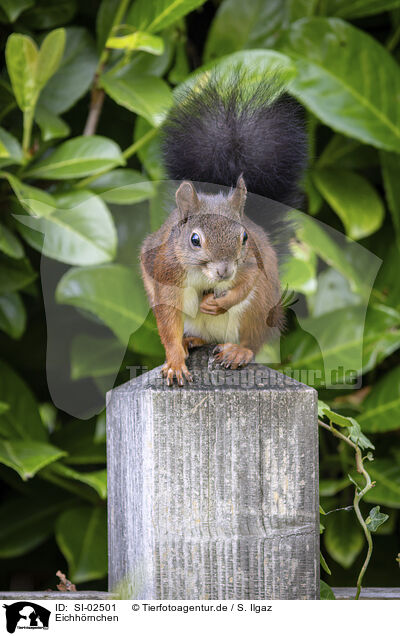 Eichhrnchen / squirrel / SI-02501