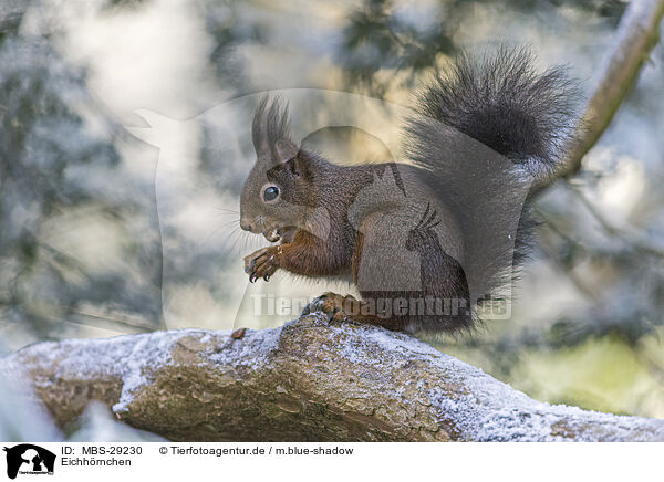 Eichh�rnchen / squirrel / MBS-29230