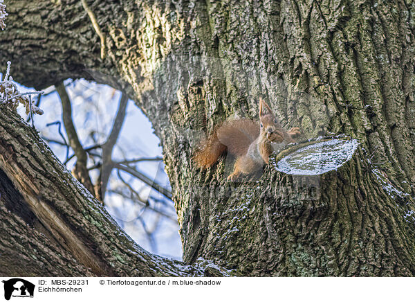 Eichh�rnchen / squirrel / MBS-29231