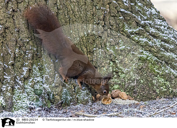 Eichh�rnchen / squirrel / MBS-29234