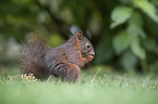 fressendes Eichhrnchen