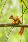 Eichhrnchen
