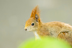 Eichhrnchen