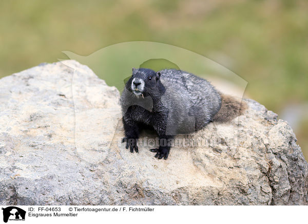 Eisgraues Murmeltier / hoary marmot / FF-04653