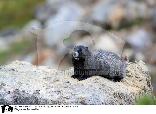 Eisgraues Murmeltier / hoary marmot / FF-04654