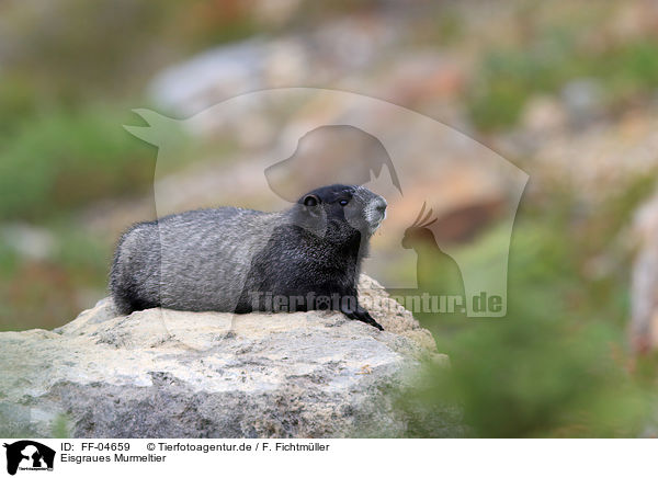 Eisgraues Murmeltier / hoary marmot / FF-04659