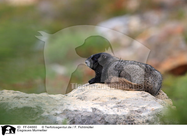 Eisgraues Murmeltier / hoary marmot / FF-04660