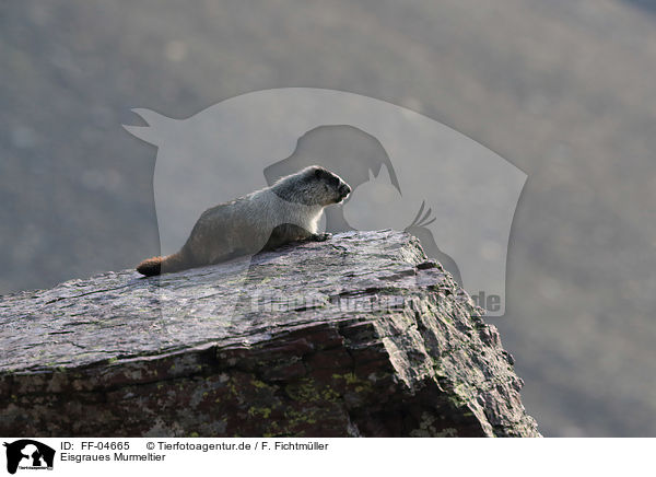 Eisgraues Murmeltier / hoary marmot / FF-04665