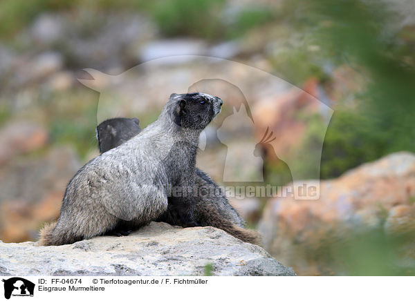 Eisgraue Murmeltiere / hoary marmots / FF-04674