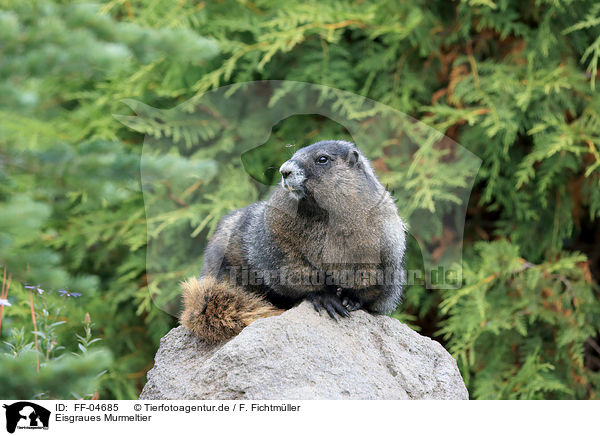 Eisgraues Murmeltier / hoary marmot / FF-04685