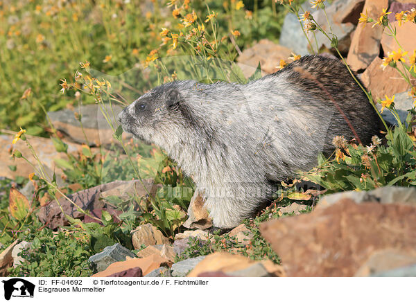 Eisgraues Murmeltier / hoary marmot / FF-04692