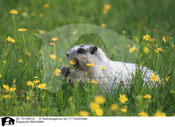 Eisgraues Murmeltier / hoary marmot / FF-05610