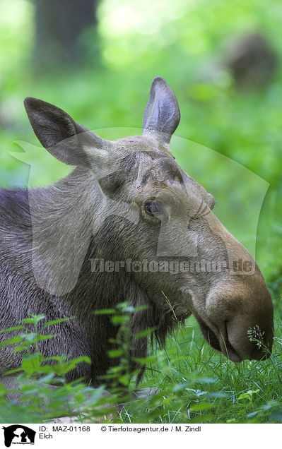 Elch / elk / MAZ-01168