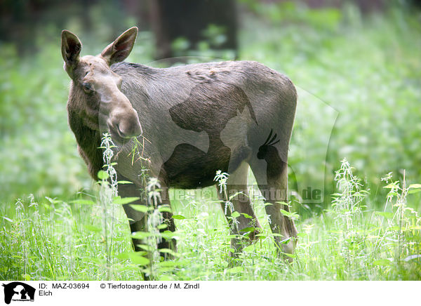 Elch / MAZ-03694