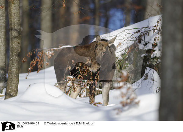 Elch / DMS-06468