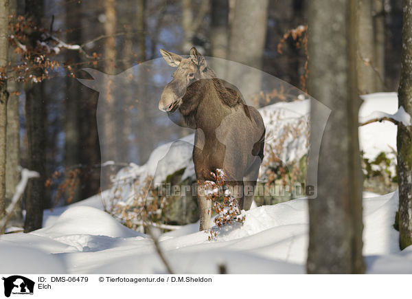 Elch / DMS-06479