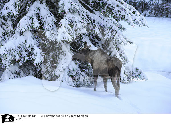Elch / DMS-06481
