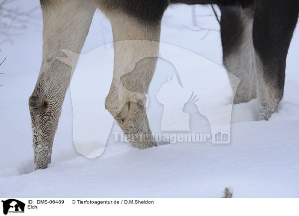 Elch / DMS-06489