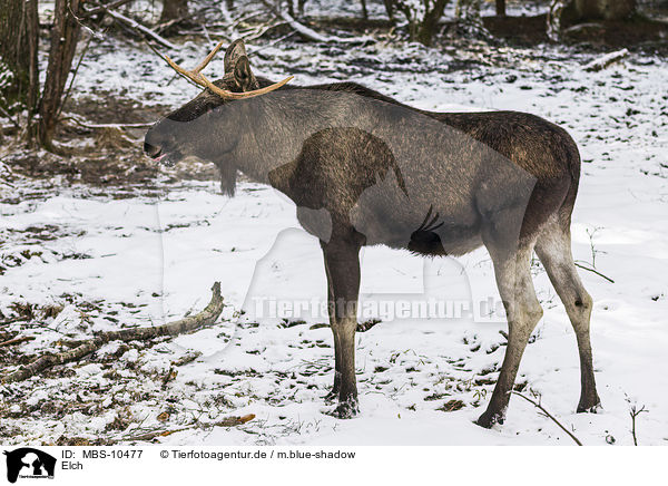Elch / moose / MBS-10477