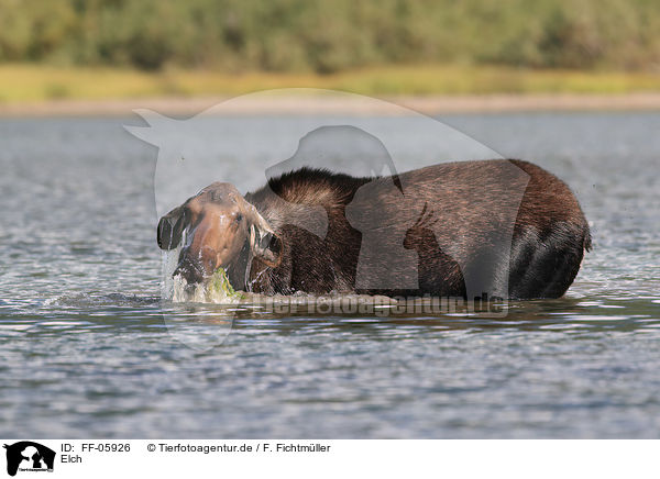 Elch / moose / FF-05926