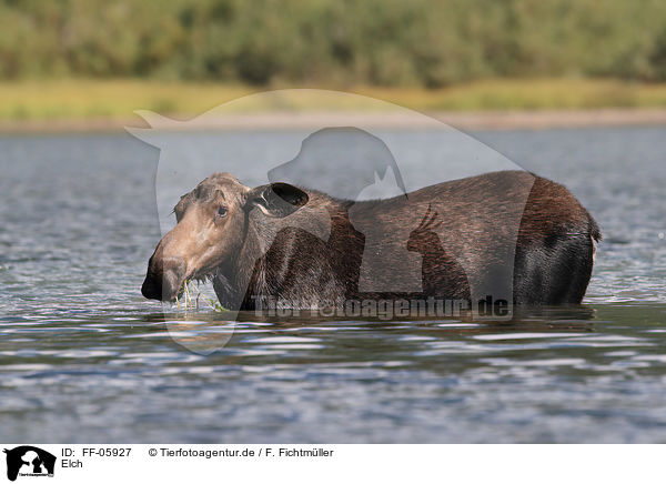 Elch / moose / FF-05927