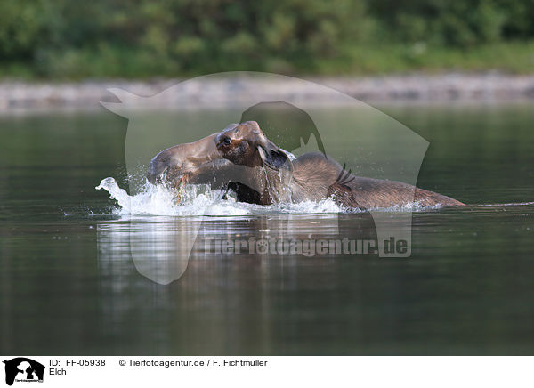Elch / moose / FF-05938